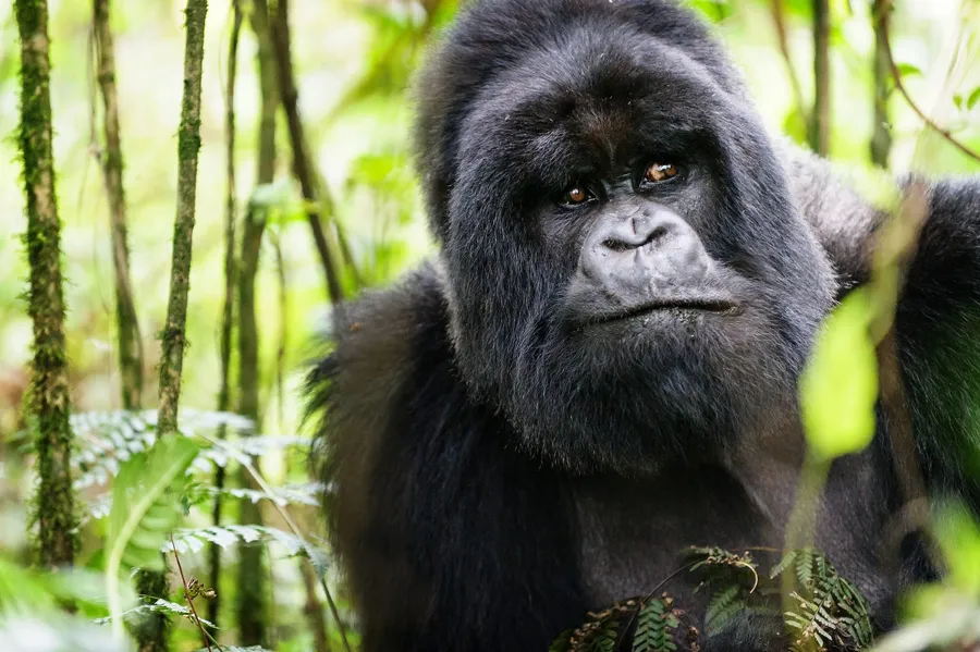 Gorilla Background