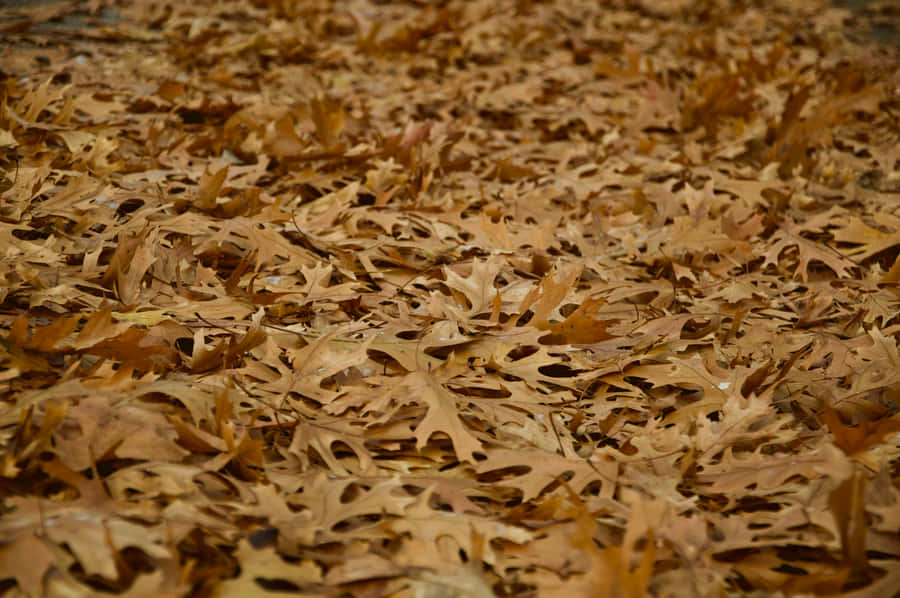 Herbstlaubteppich