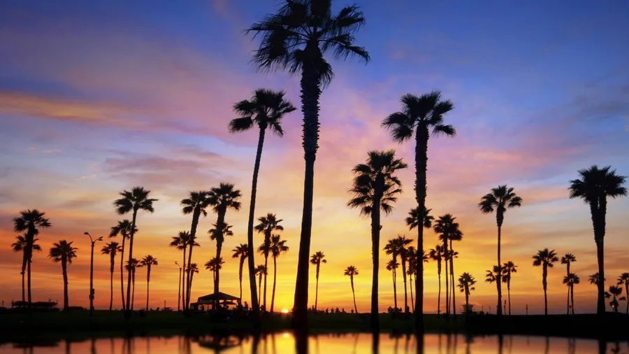 Aesthetic Palm Tree