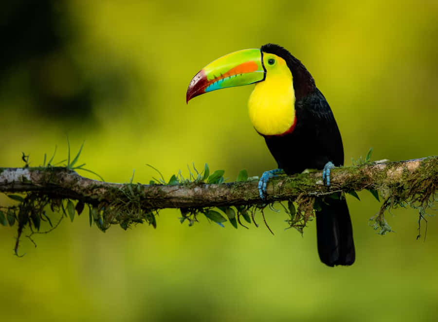 Tucano Vivo su un Ramo