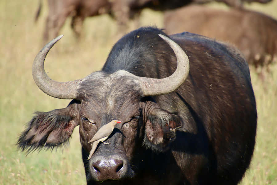 Búfalo D'Água com Pássaro Oxpecker