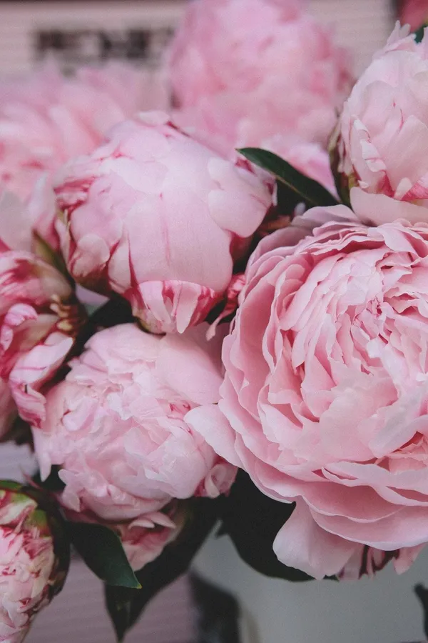 Peony Iphone