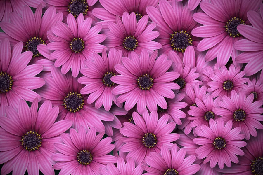 Wildflowers