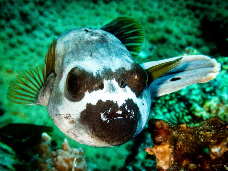 Primo Piano di un Pesce Porcospino Sott'acqua
