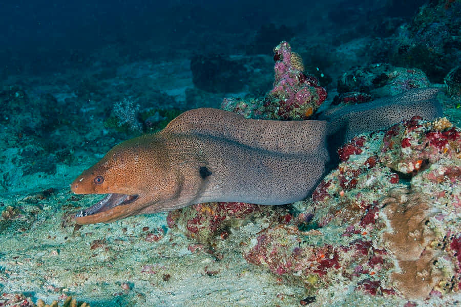 Viper Moray Eel Korallrev