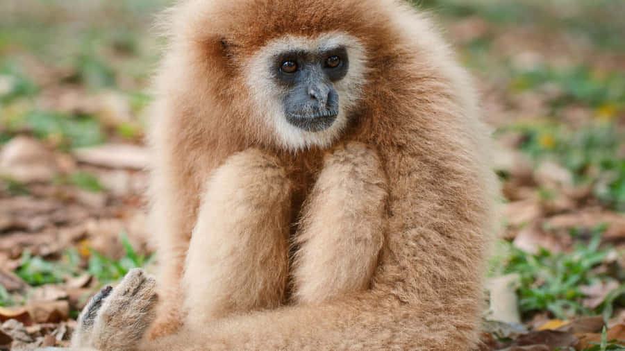 Ummacaco Gibbon escalando uma árvore de Eucalipto.