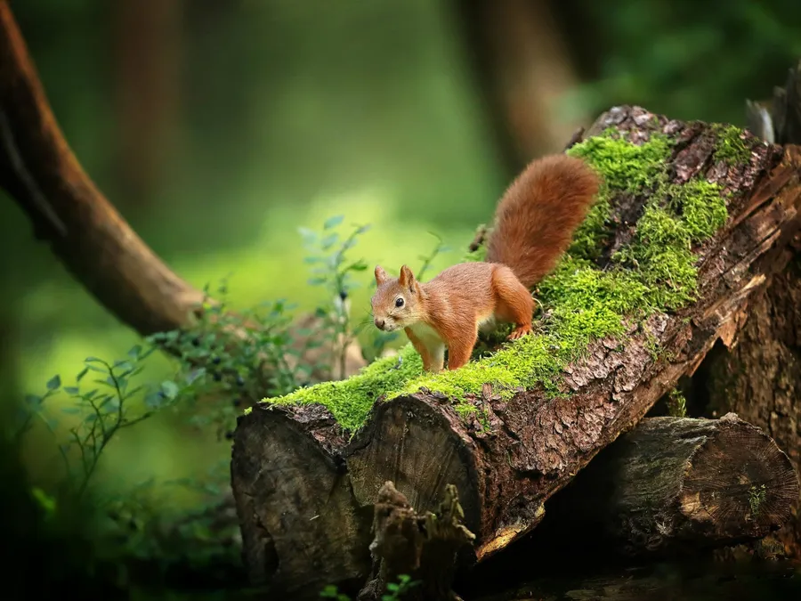 Squirrel background