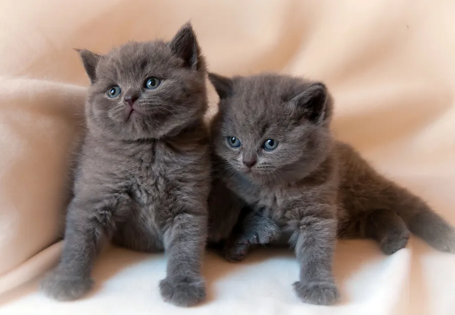 Kitty pictures