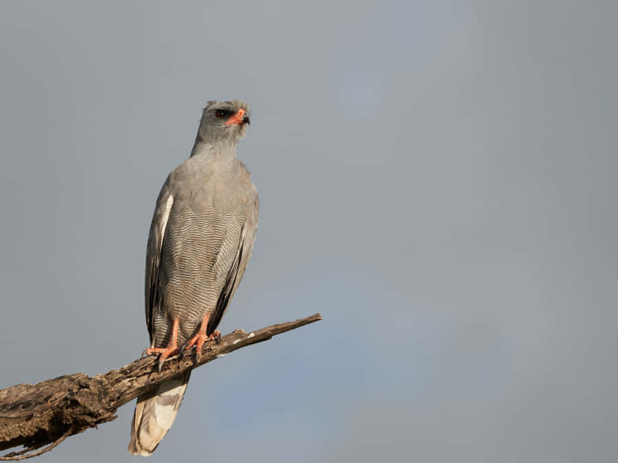 Goshawk Empoleirada Contra o Céu