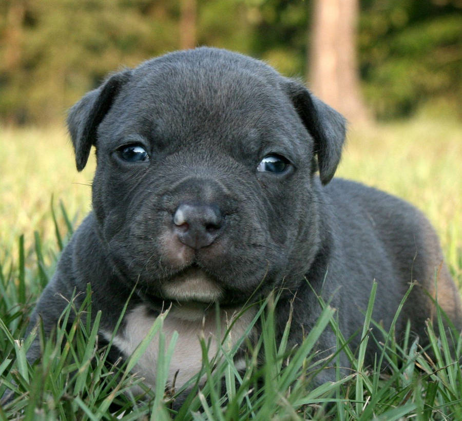 Download Cute Black Pitbull Puppy Wallpaper | Wallpapers.com