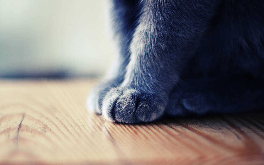 Cute Cat Paws