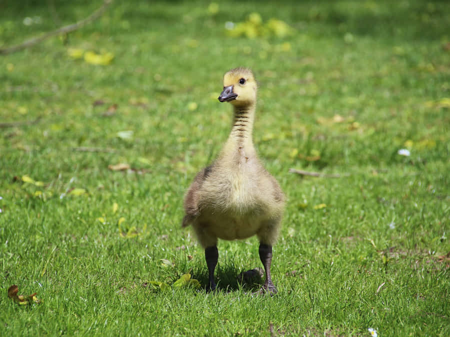 Cute Duck