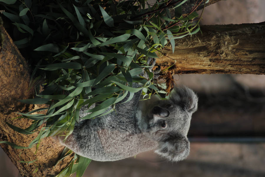Cute koala bear wallpaper