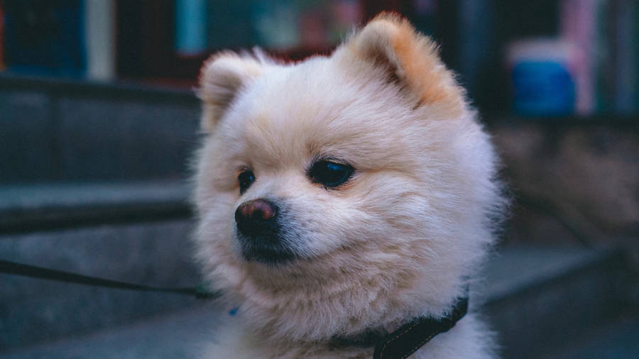 can pomeranians wear collars