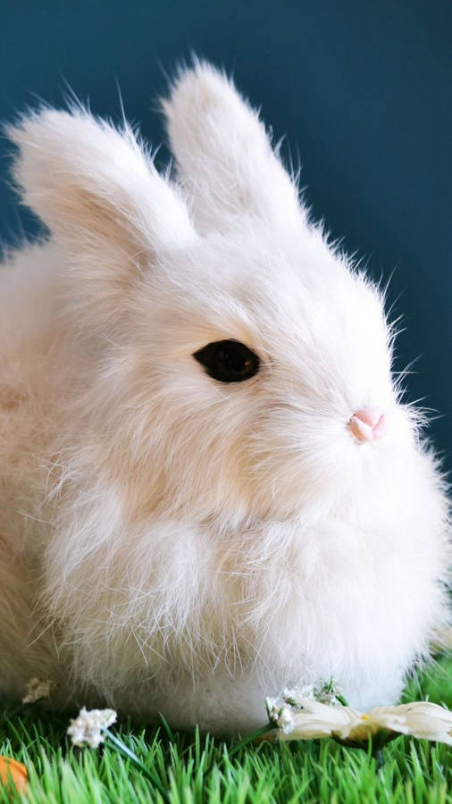 Download Cute White Bunny Animal Rabbit Wallpaper Animals Wallpaper Wallpapers Com