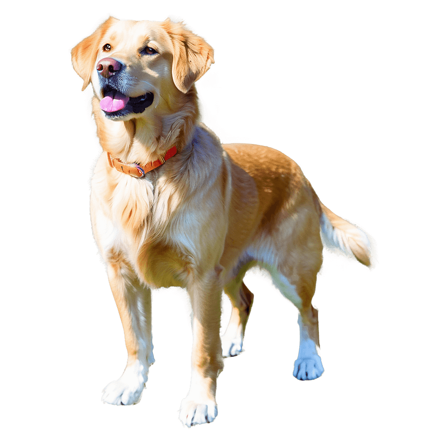 Radiant Retriever PNG sqe32