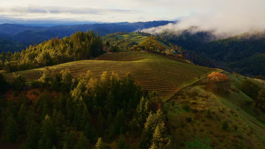 Nebeliger Berg Weinberg Landschaft