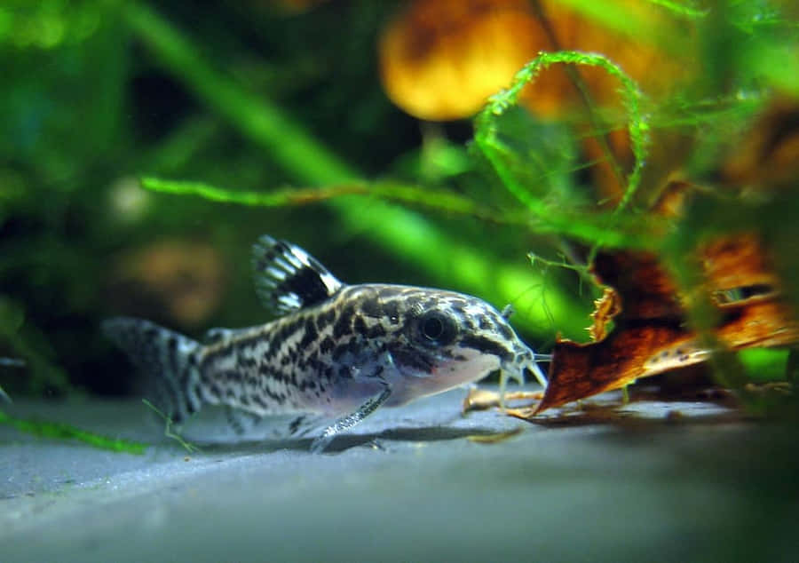 Pesce Gatto Canale in Ambiente Acquatico