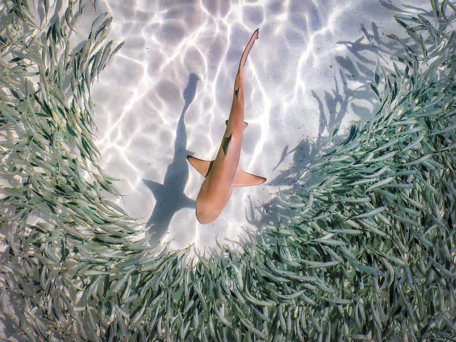 Haivon Fischen im Meer umgeben ästhetisches Bild.