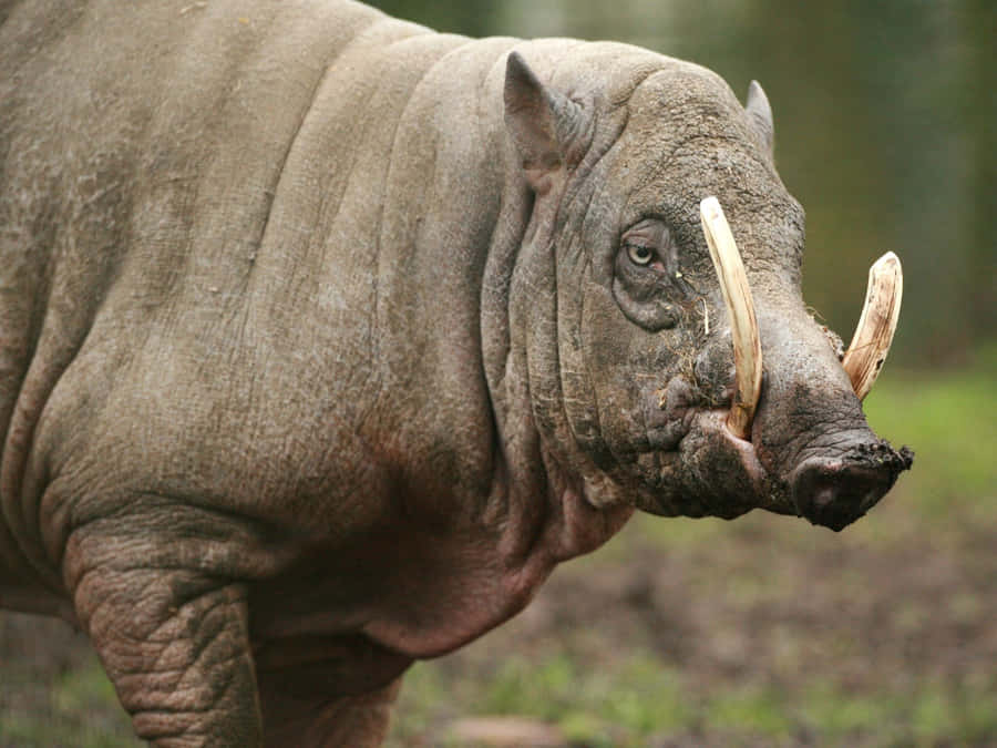 Babirusa im natürlichen Lebensraum