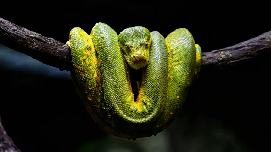 Python