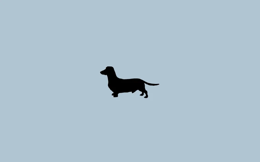 dachshund