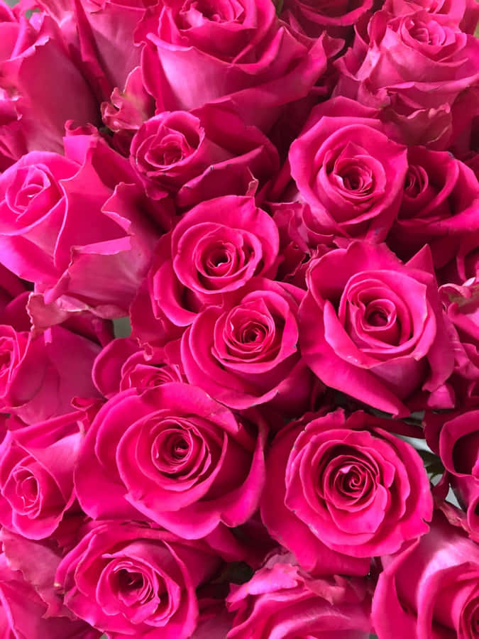 Dark Rose Pink Aesthetic Flowers