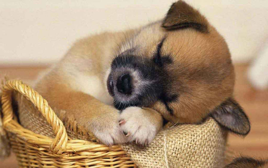 Puppy Desktop