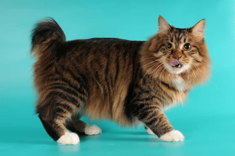 AmericanBobtail 1280 x 850 bakgrundsbild