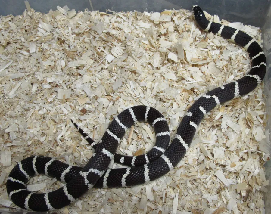King Snake Pictures