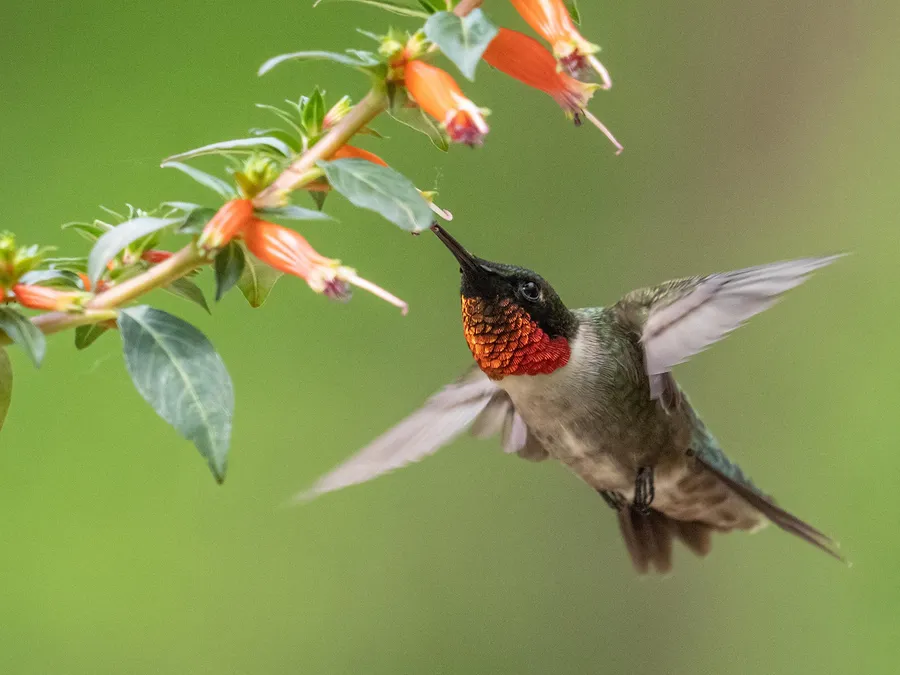 Hummingbird background