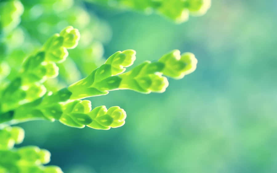 Enbaggrund med frodige grønne blomster skaber en fredelig atmosfære.
