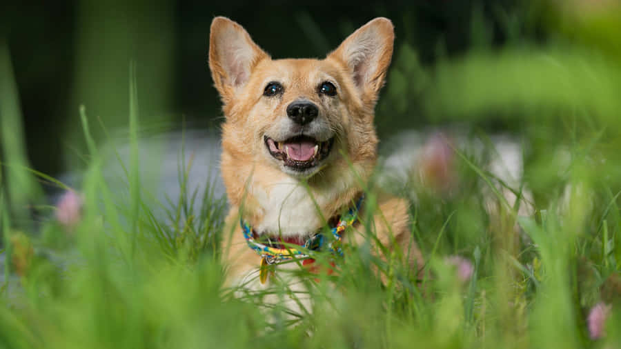 "SødCorgi-hvalp nyder solen"