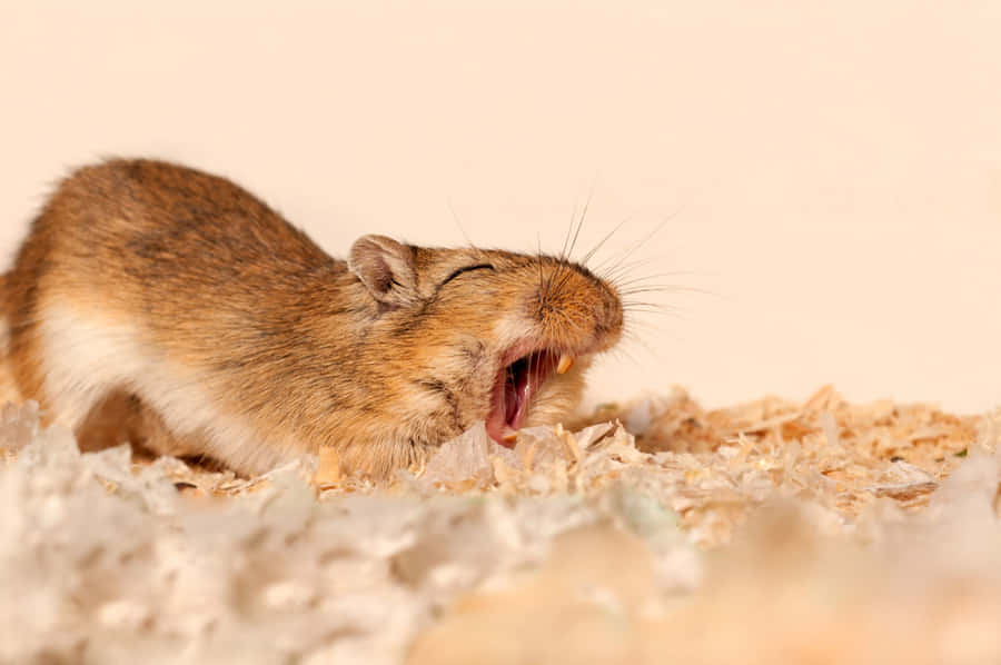 Gerbil Bocejando em Cama