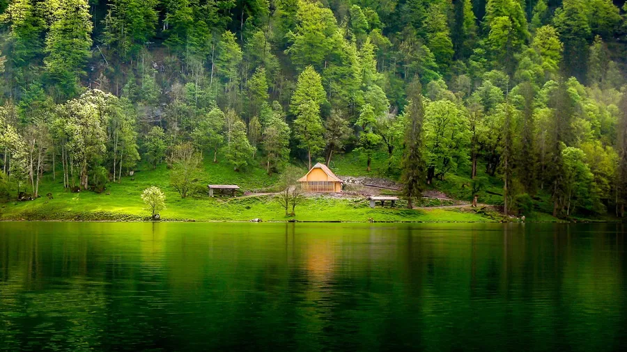 Green Tree background