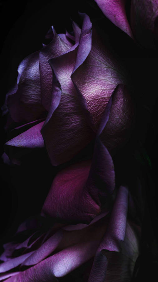 1080x1920 Rose iPhone Wallpaper