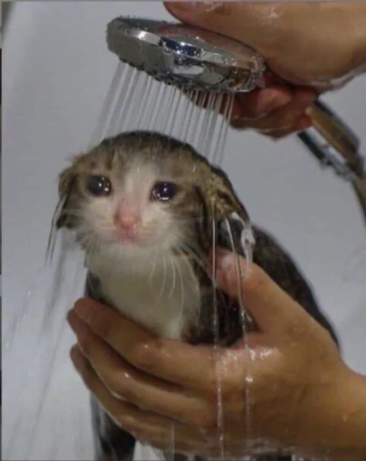 Cursed Cat Pictures