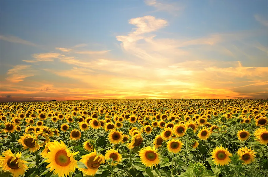 Sunflower Background