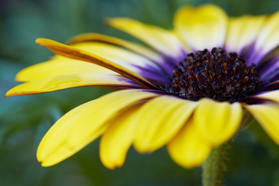 Daisy Kuning Ungu Afrika