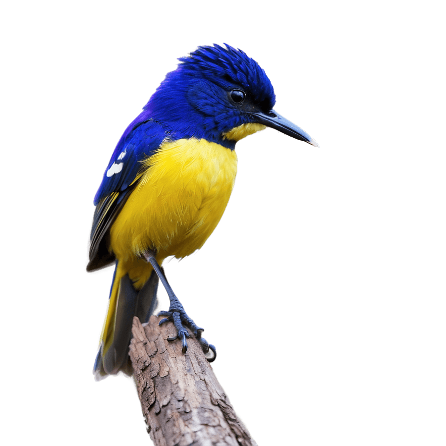Tiny Wildlife Photography PNG fmm