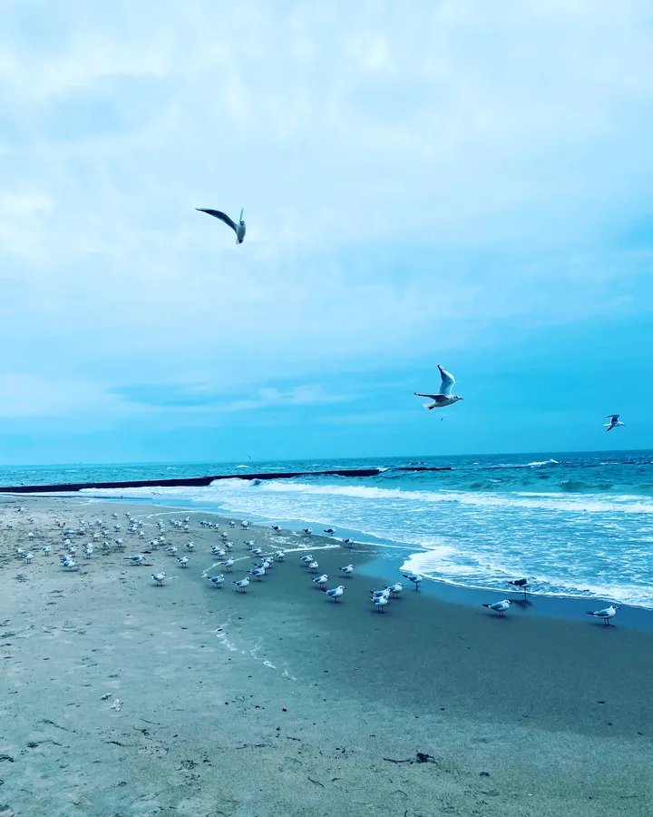 Seagull,Seagull Pictures,Gull,Black Sea,Beach,Waves,Waves Background,Horizon,Horizon Background
