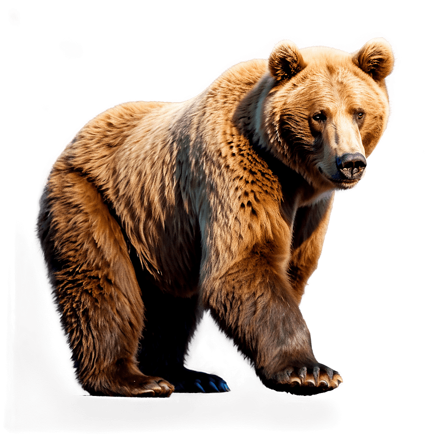 Brown Bear Walking PNG 06122024