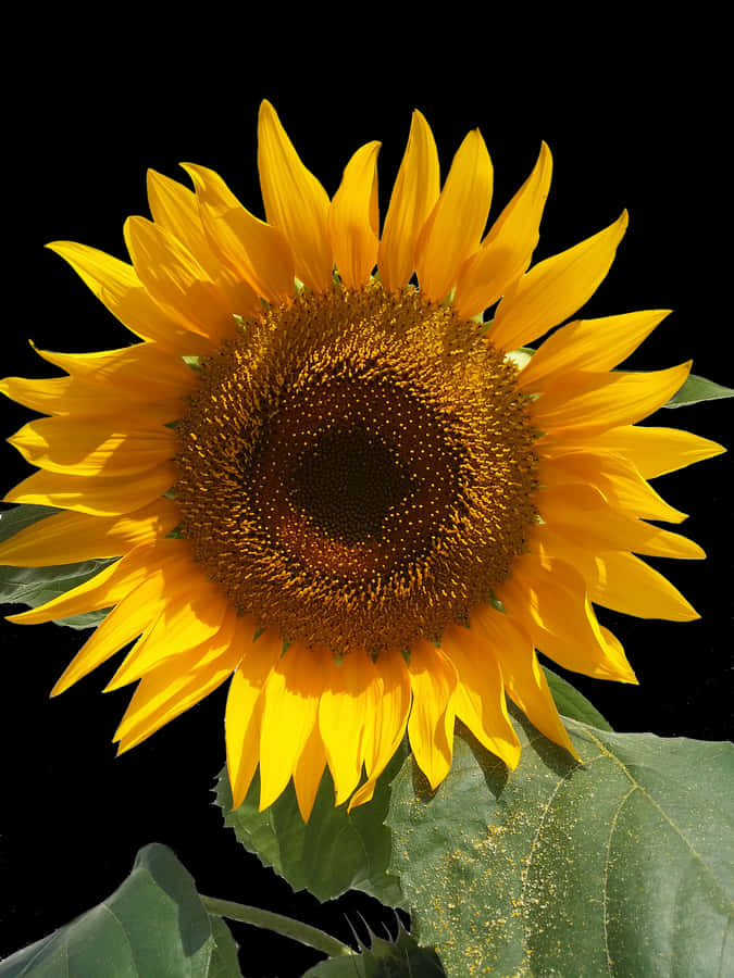 Vibrant Sunflower Against Black Background.jpg