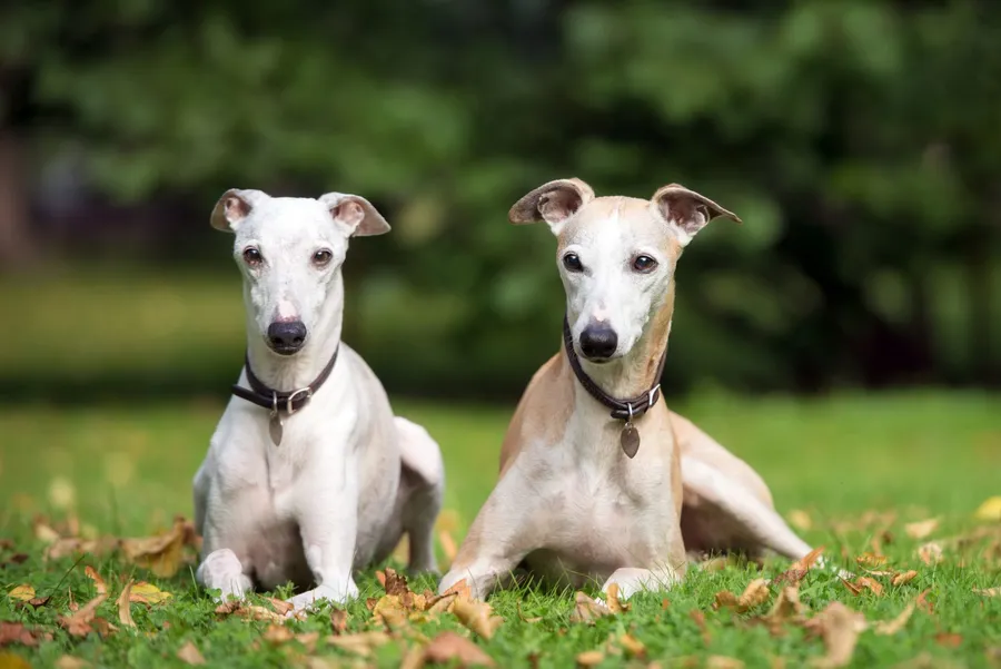 Greyhound background