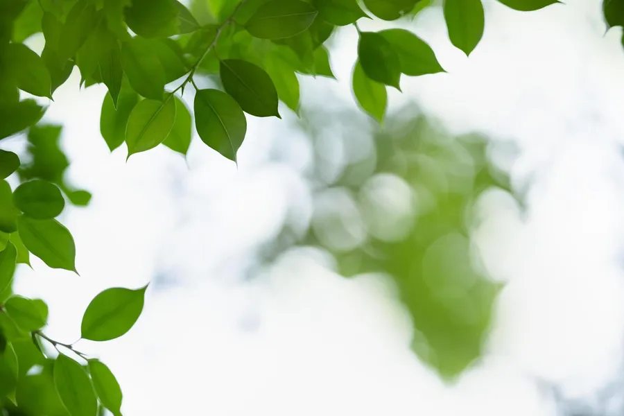 Greenery Background