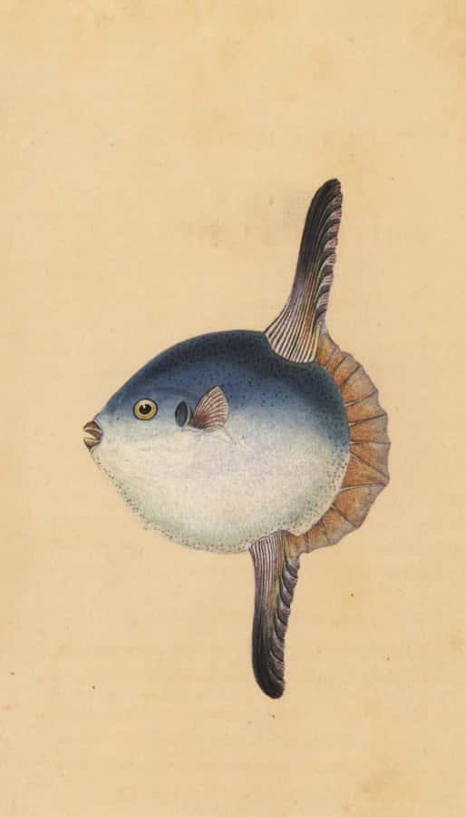 Illustrazione Vintage di Pesce Sole