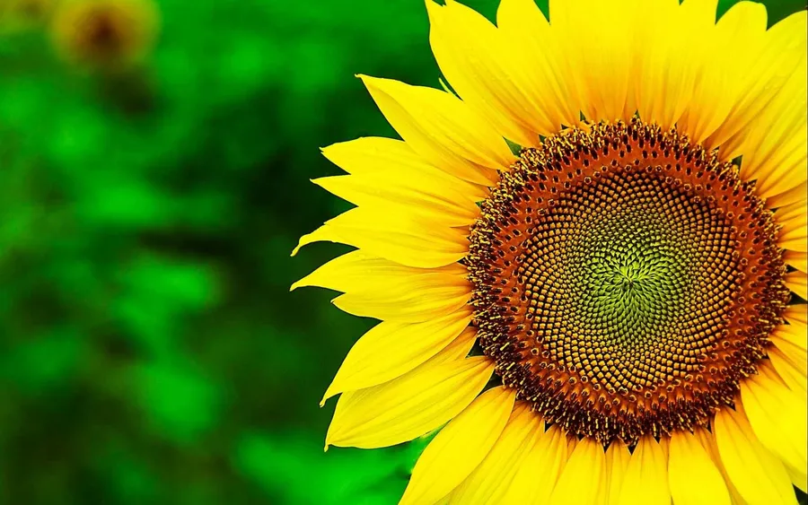 Sunflower Desktop