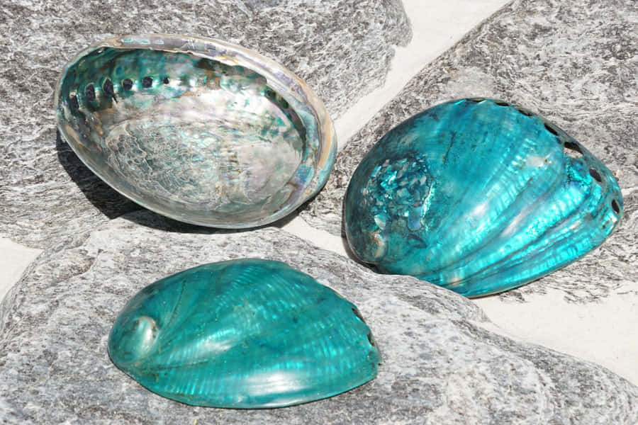 Abalone-Schalen auf Steinen
