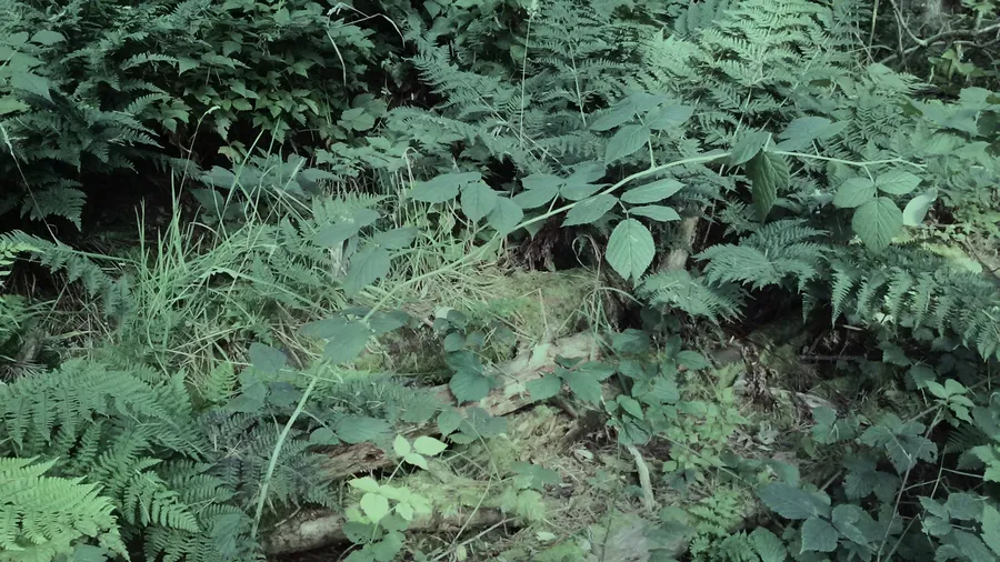 woodland,plant,green,ground,forest,leaves,bush,fern