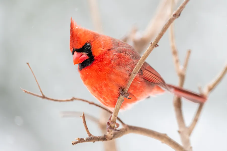 Cardinal Looking Down